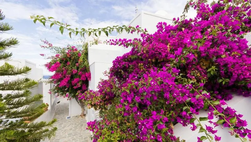 General view, Galini Oia, Santorini