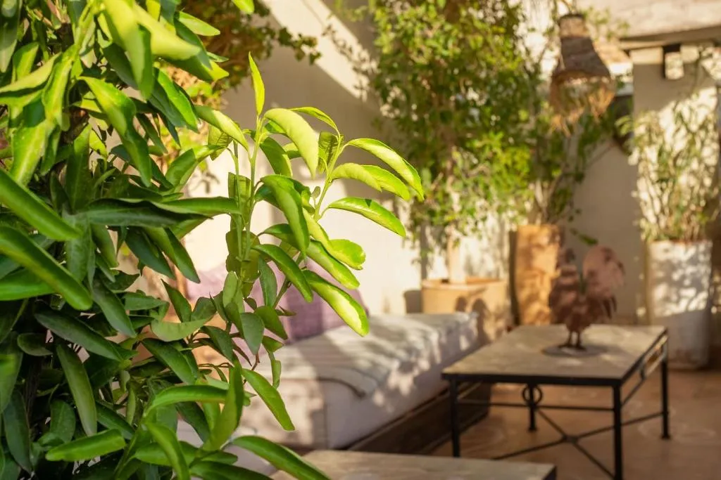 General view, Riad Le Coq Fou, Marrakech