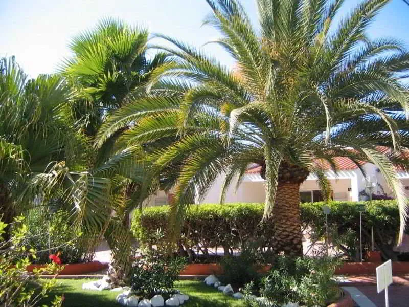 Terrace, Bungalows Parque Paraiso 1, Gran Canaria