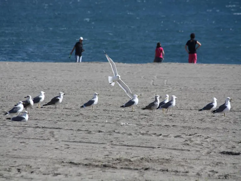 Beach, Domus, Costa Del Sol