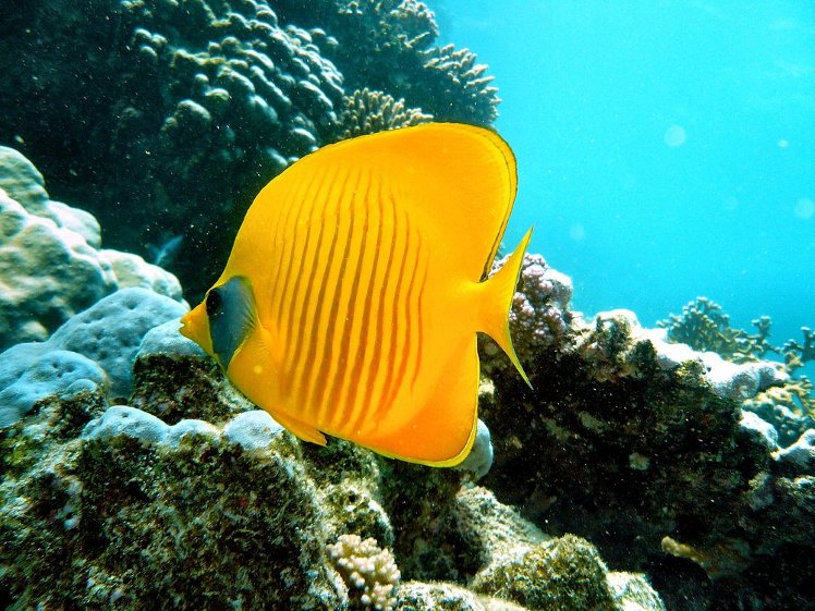 Paradise Club Shoni Bay, Red Sea Riviera