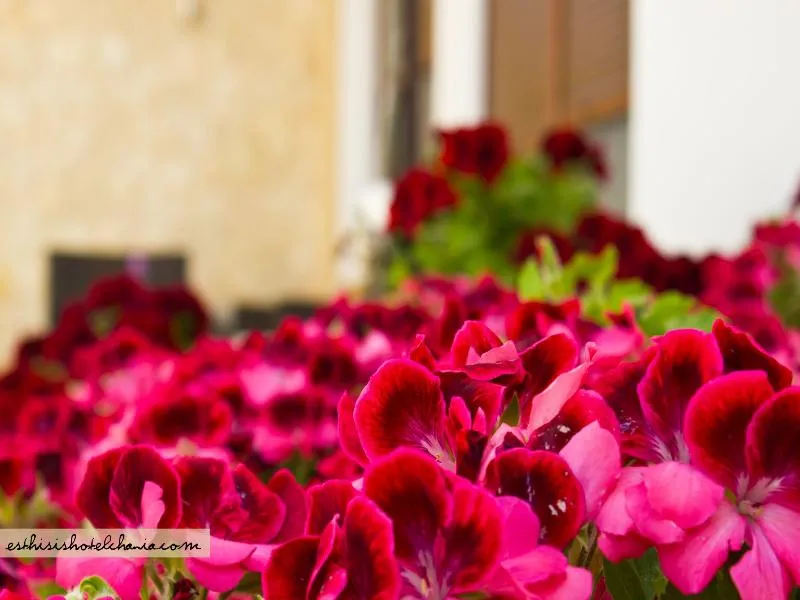 Terrace, Esthisis suites & maisonettes, Crete