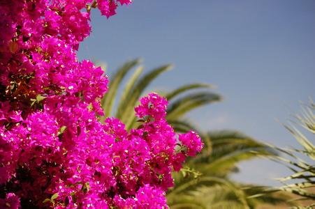 Casa San Miguel, Tenerife