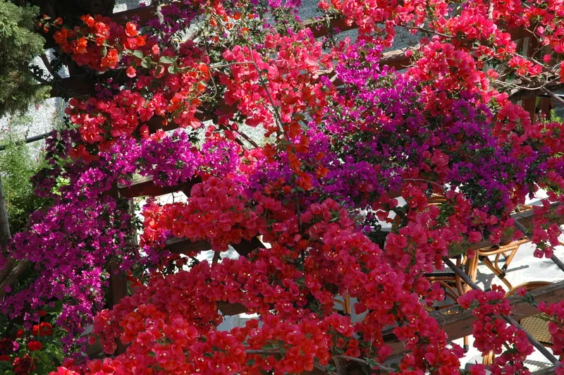 Terrace, Kerveli Village, Samos