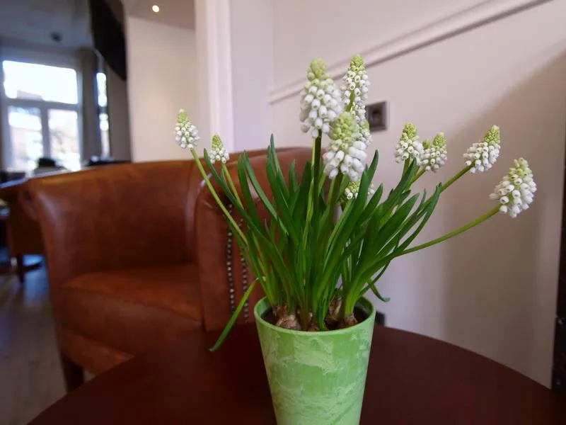 Restaurant, Hotel Clemens, Amsterdam