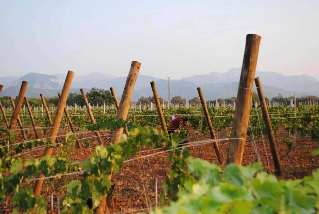 General view, Weingut & Landhotel Can Davero, Majorca