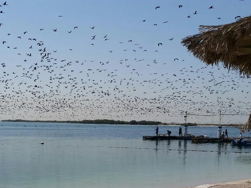 Beach, Flamingo by Bin Majid, Dubai
