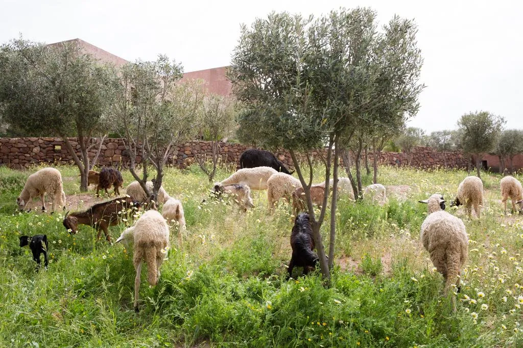 Sports and Entertainment, Le Palais Paysan, Marrakech
