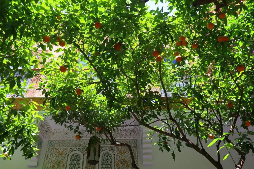 Terrace, Riad El Borj, Marrakech