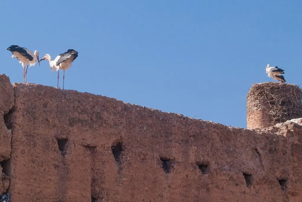 General view, Riad Of The Storks, Marrakech
