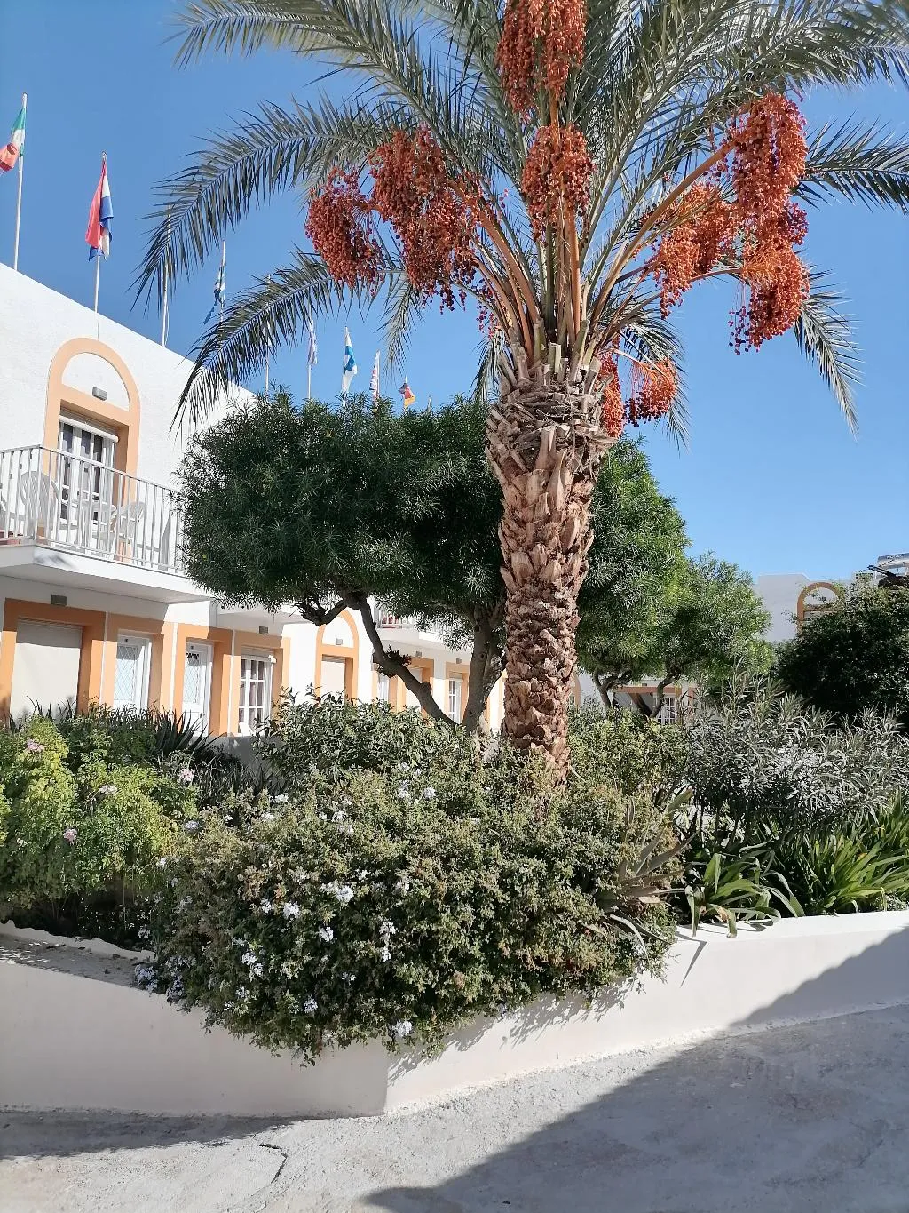 Terrace, Katerina Aprtments, Kos