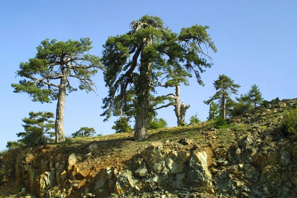 General view, Forest Park Hotel, Cyprus