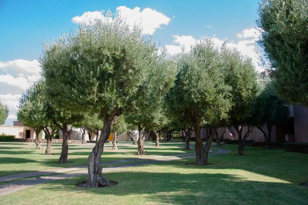 General view, Le Palais Paysan, Marrakech