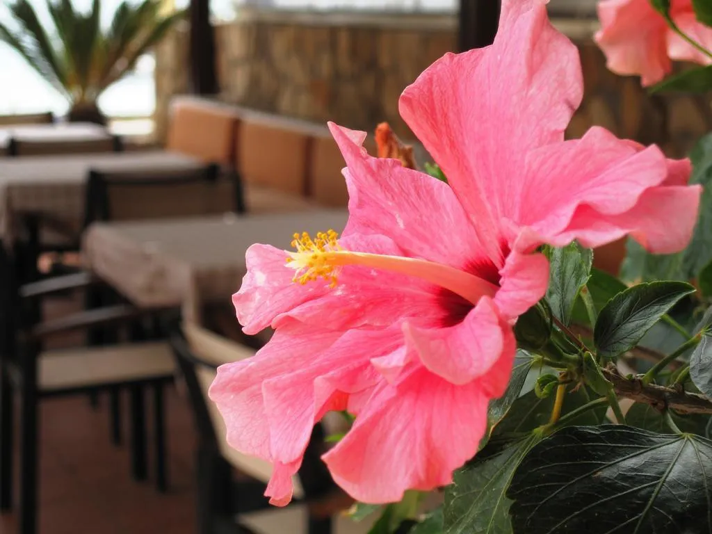 Restaurant, Faedra Beach, Crete