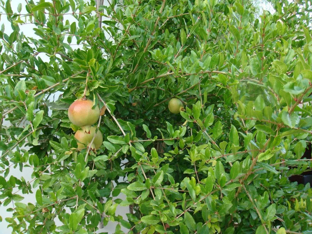 General view, Avalon Village Houses, Cyprus