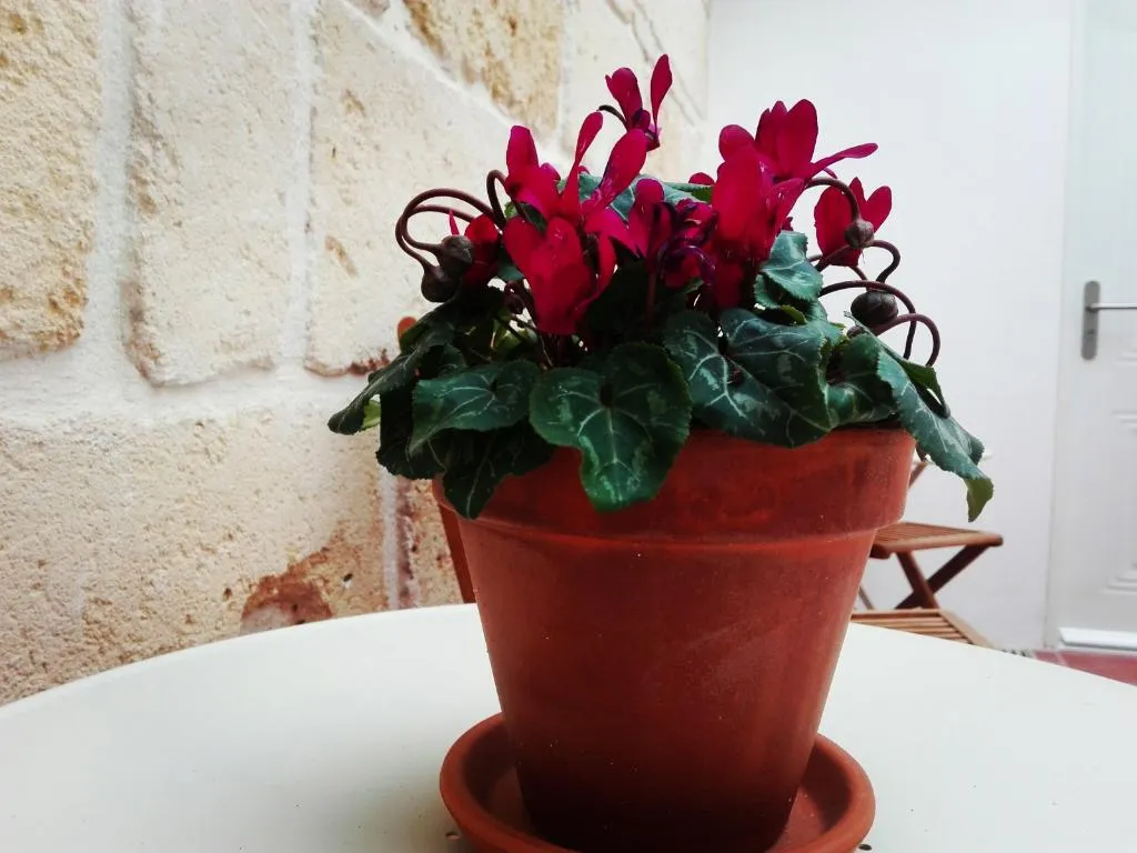 Terrace, My Rooms Ciutadella - Adults Only, Menorca