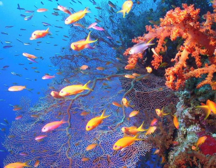 Captains Inn, Red Sea Riviera