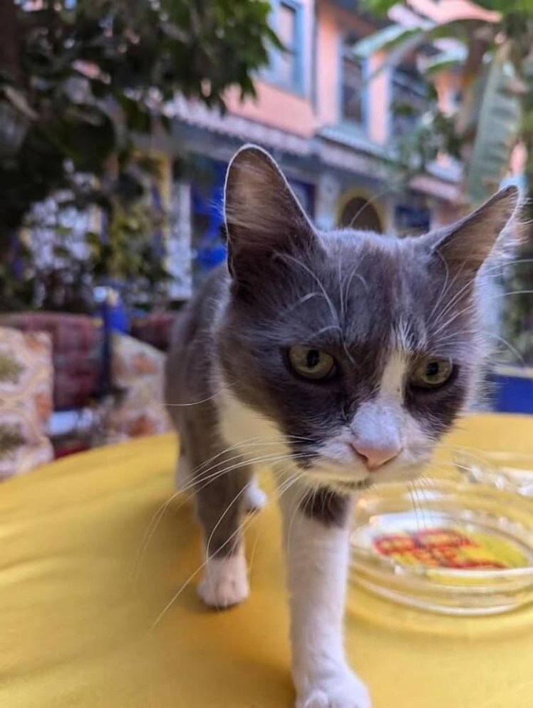 Riad Jddi, Marrakech