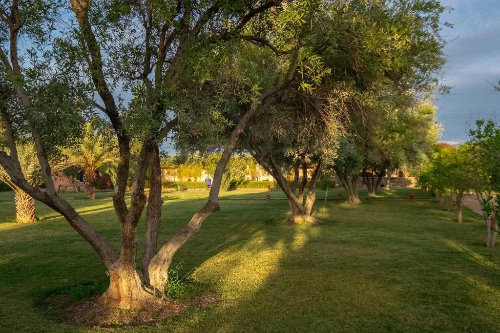 General view, Le Chant Des Oliviers, Marrakech