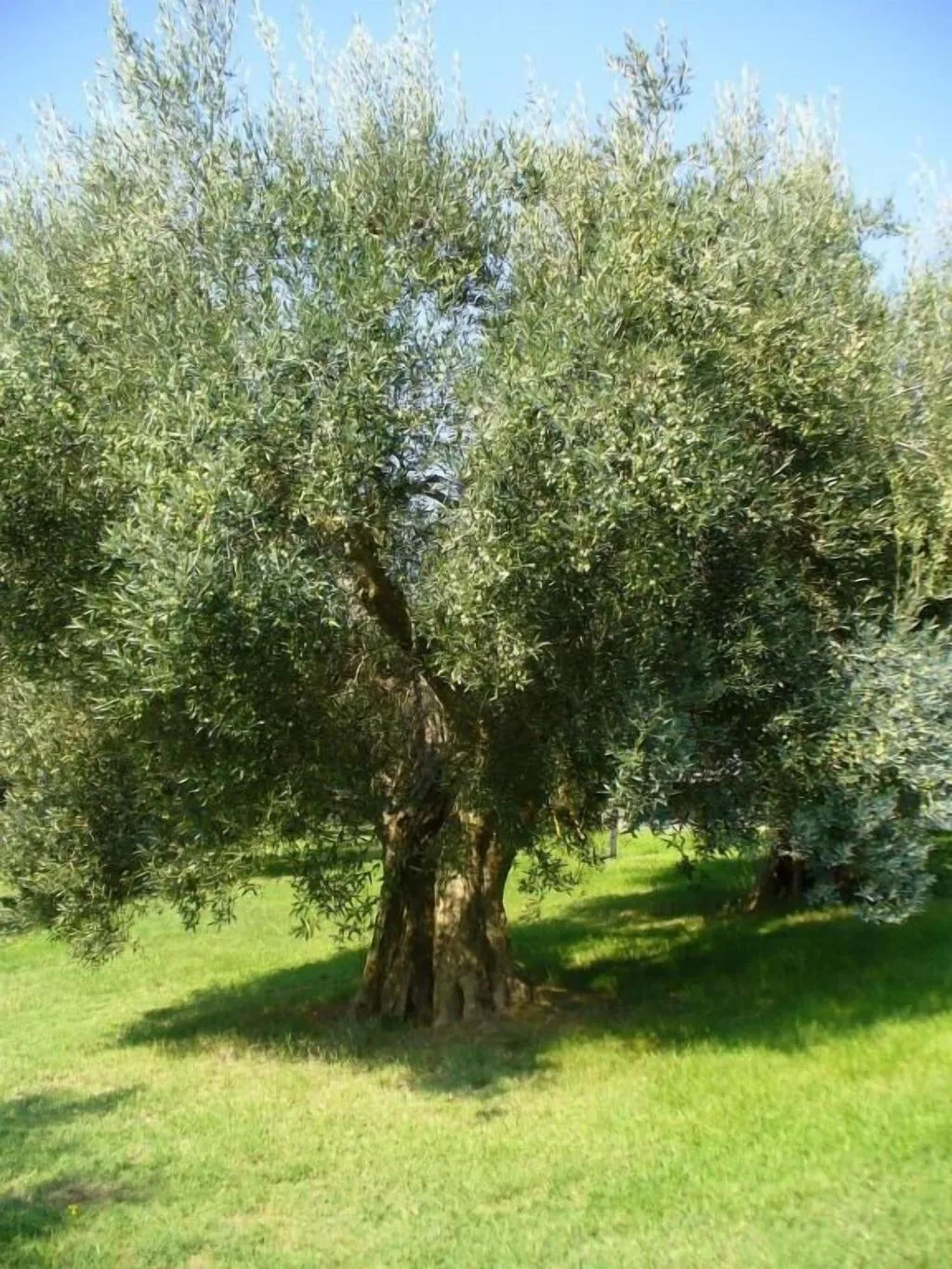 General view, Poggio Del Sole, Perugia
