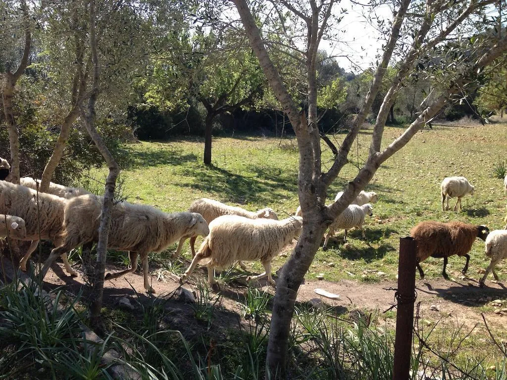 General view, Finca Agroturismo Dalt Murada, Majorca