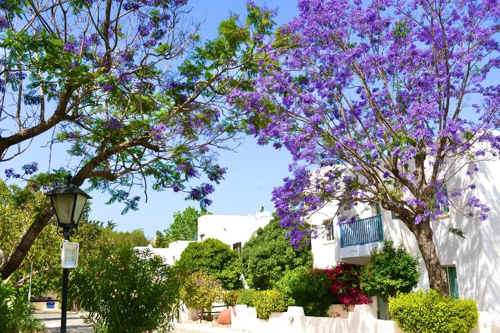 General view, Paphos Gardens Holiday Resort, Cyprus