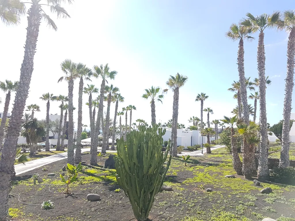 General view, Palmeras Garden, Lanzarote