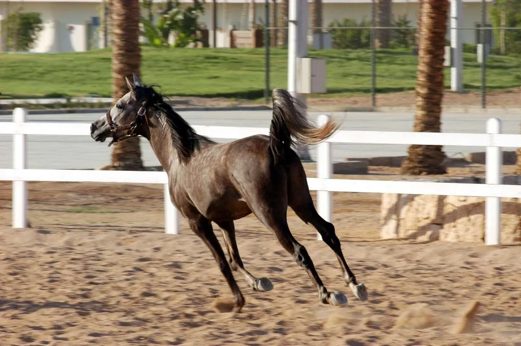 Sports and Entertainment, Concorde El Salam Cairo Hotel&Casino, Cairo