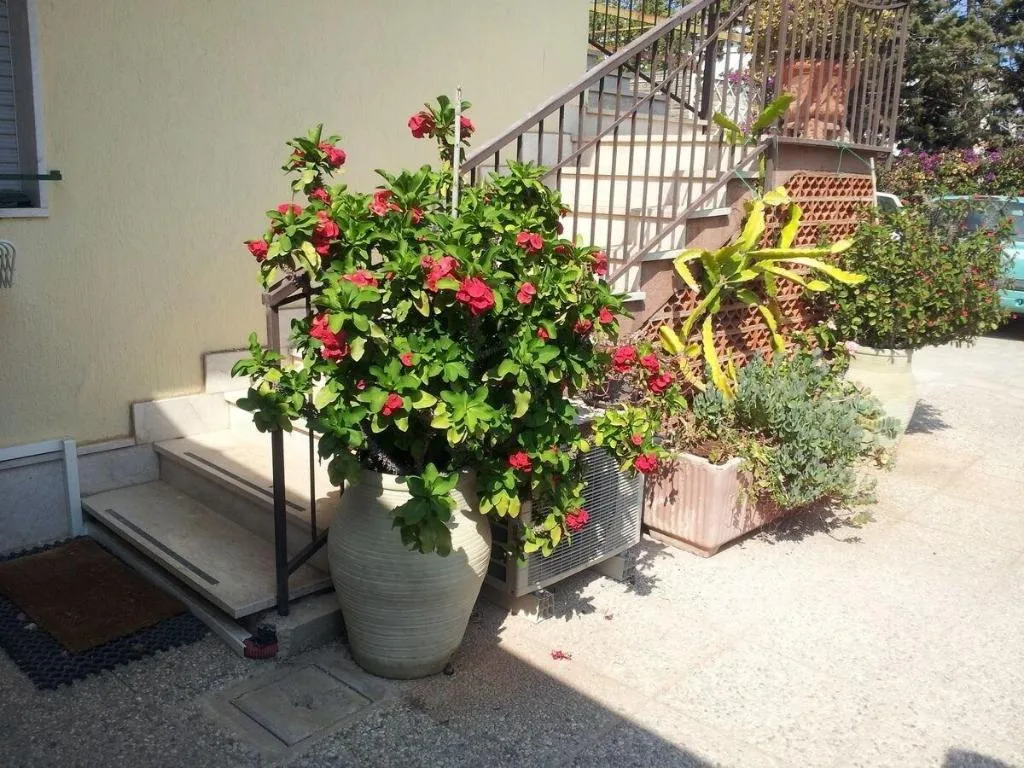 General view, Bouganvillea, Catania