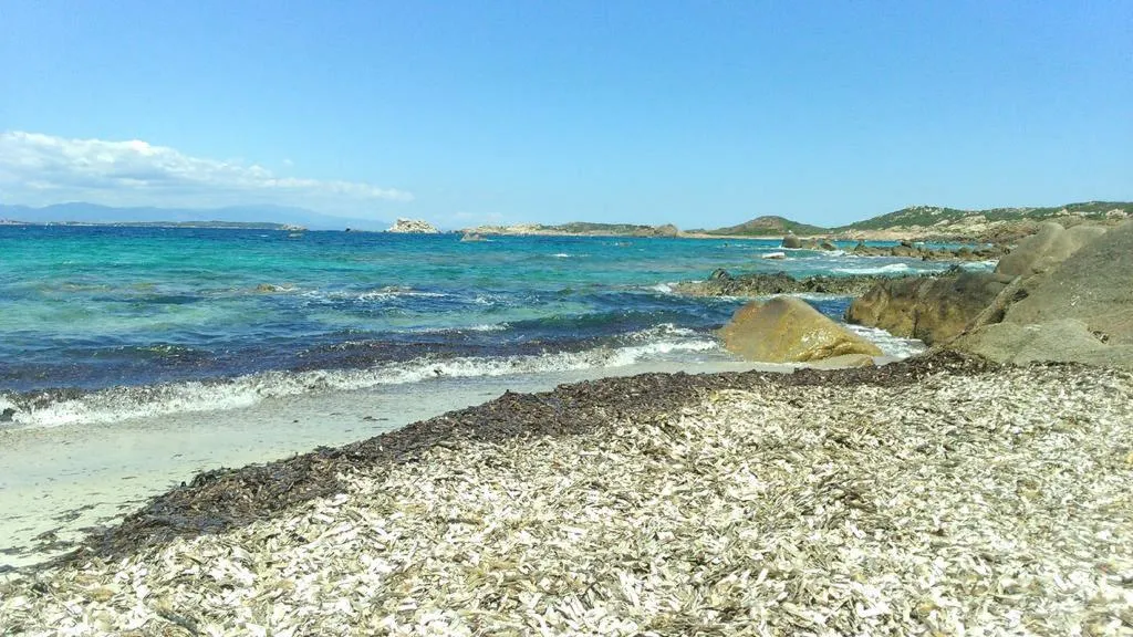 Beach, Hotel Muita Mari, Olbia