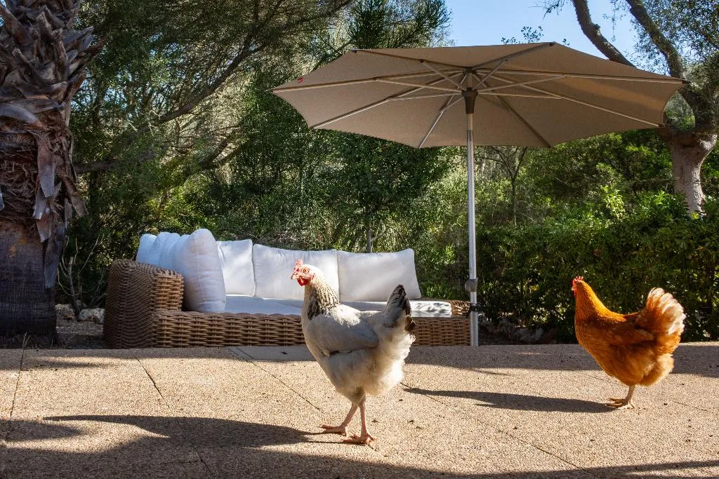 DOUBLE SINGLE USE STANDARD Room, Hotel Rural Predio Son Serra, Majorca