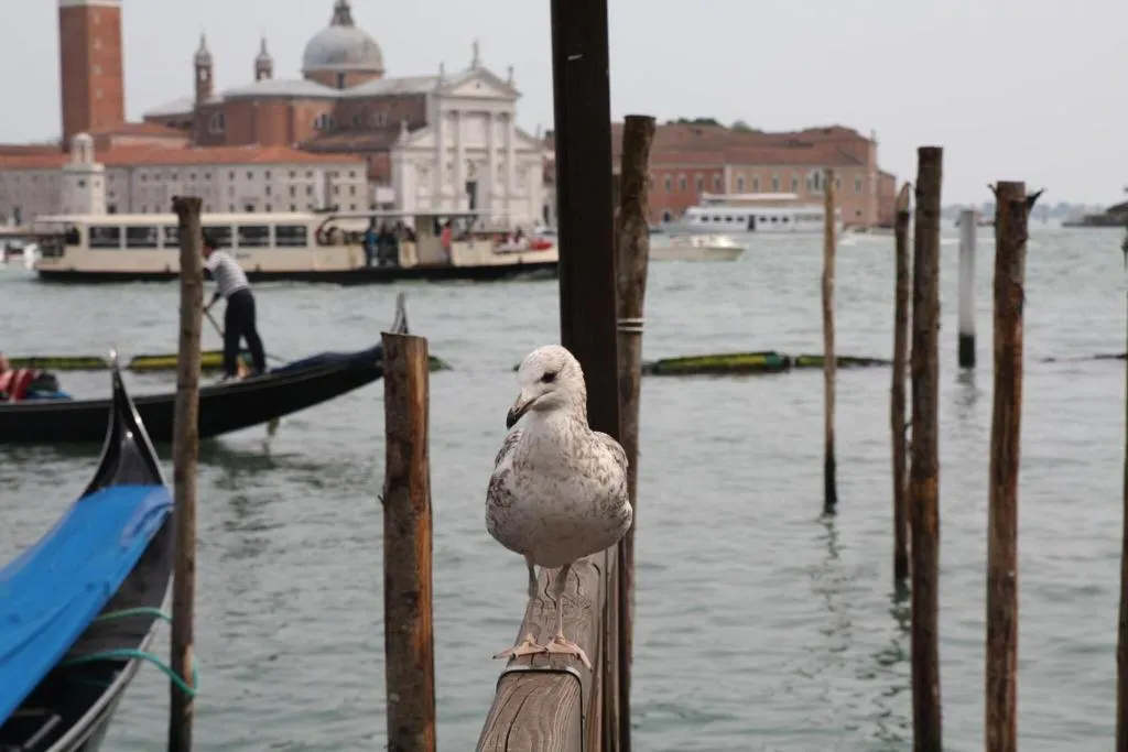 Terrace, Aparthotel Pineda, Venice
