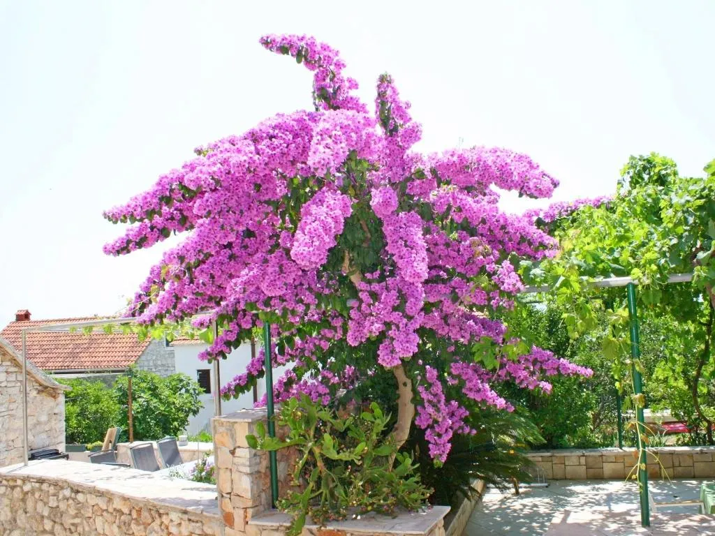APARTMENT CAPACITY 5 Room, Olga, Split