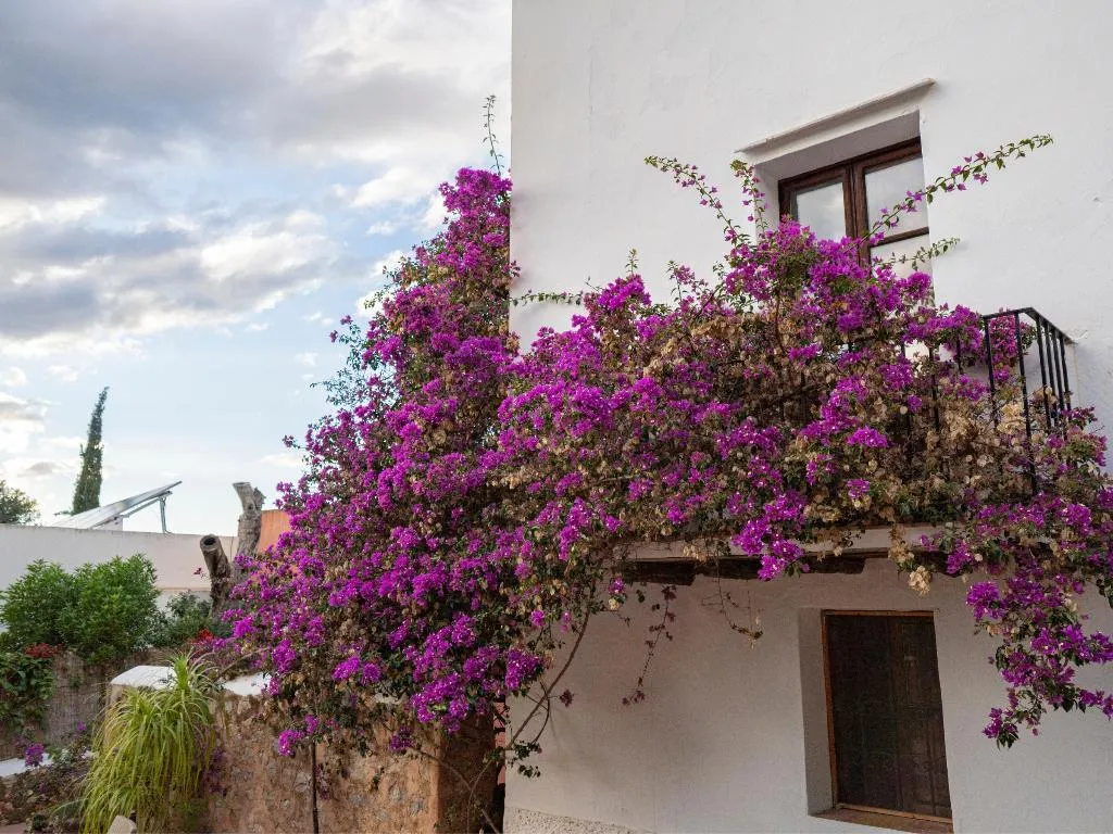 Double or Twin SUPERIOR Room, Agroturismo Can Pere Sord, Ibiza
