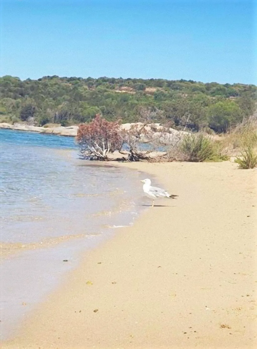 Beach, BAIA de BAHAS - Apartments, Olbia