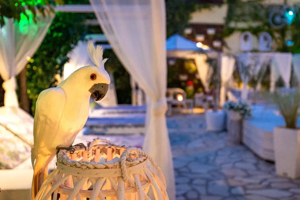 Bar, V.A. Boutique Apartments and Suites, Corfu