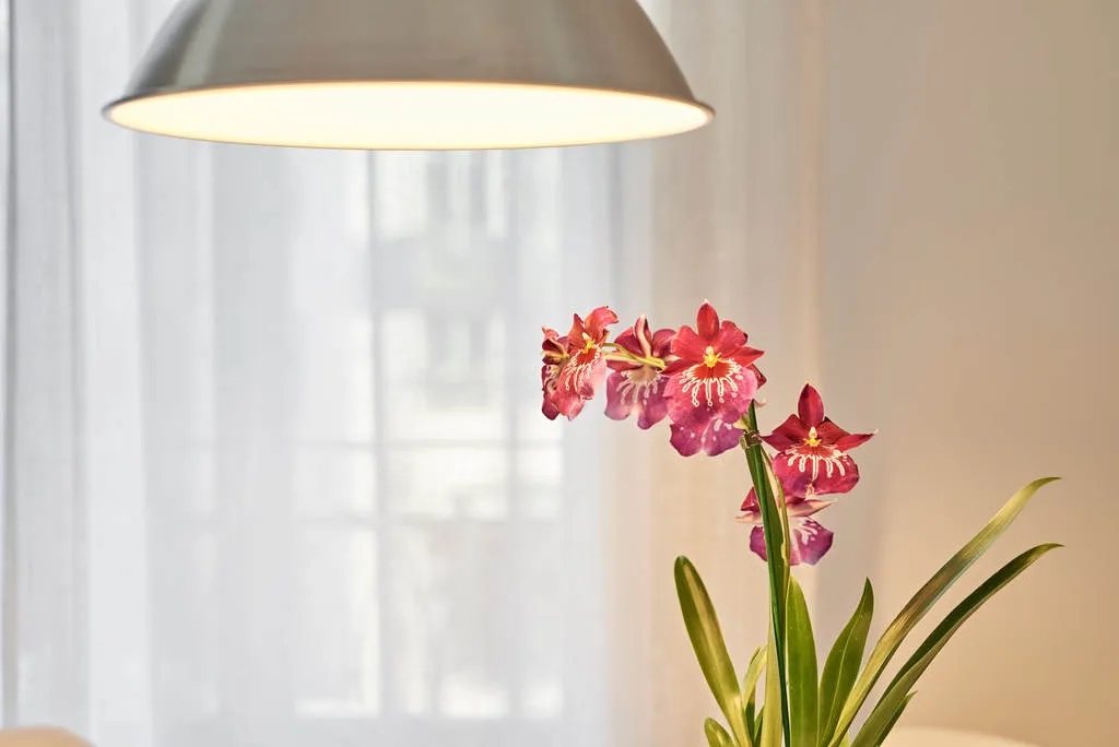 APARTMENT CAPACITY 5 Room, Apartments Ponte Nova, Porto