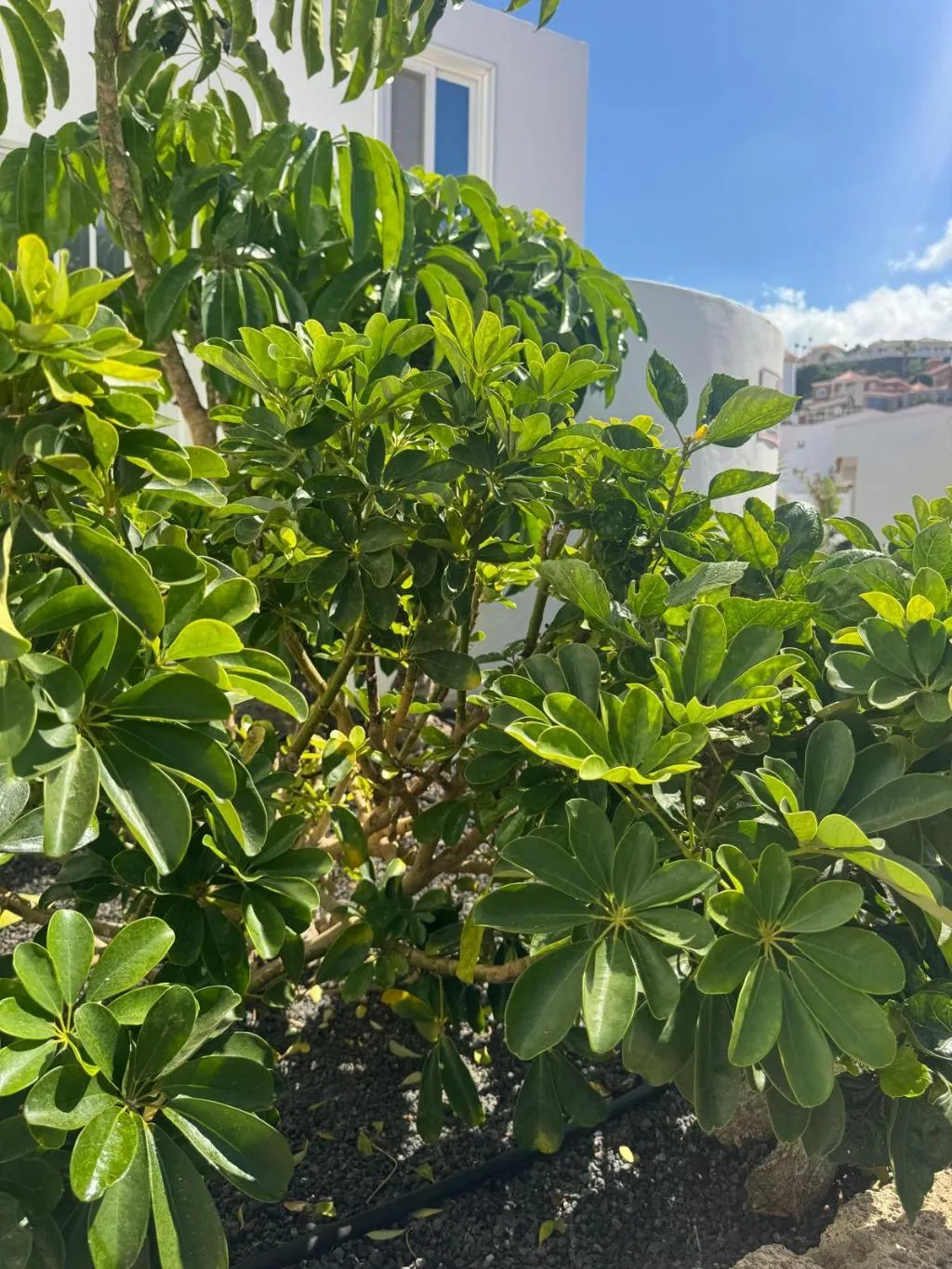 Lobby, Malibu Park, Tenerife