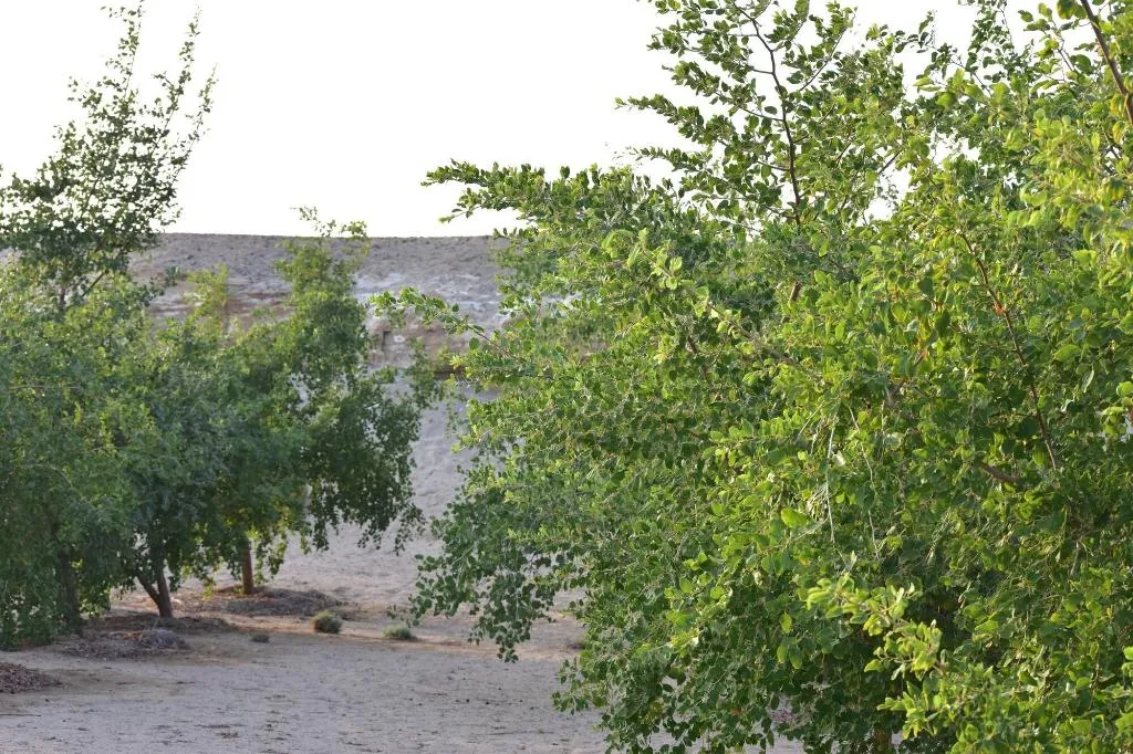 General view, Wadi Sabarah Lodge, Red Sea Riviera