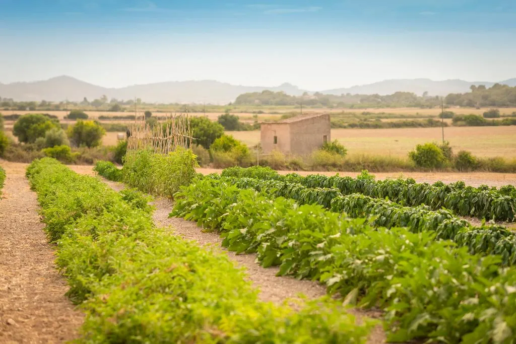 General view, Finca Son Roig, Majorca