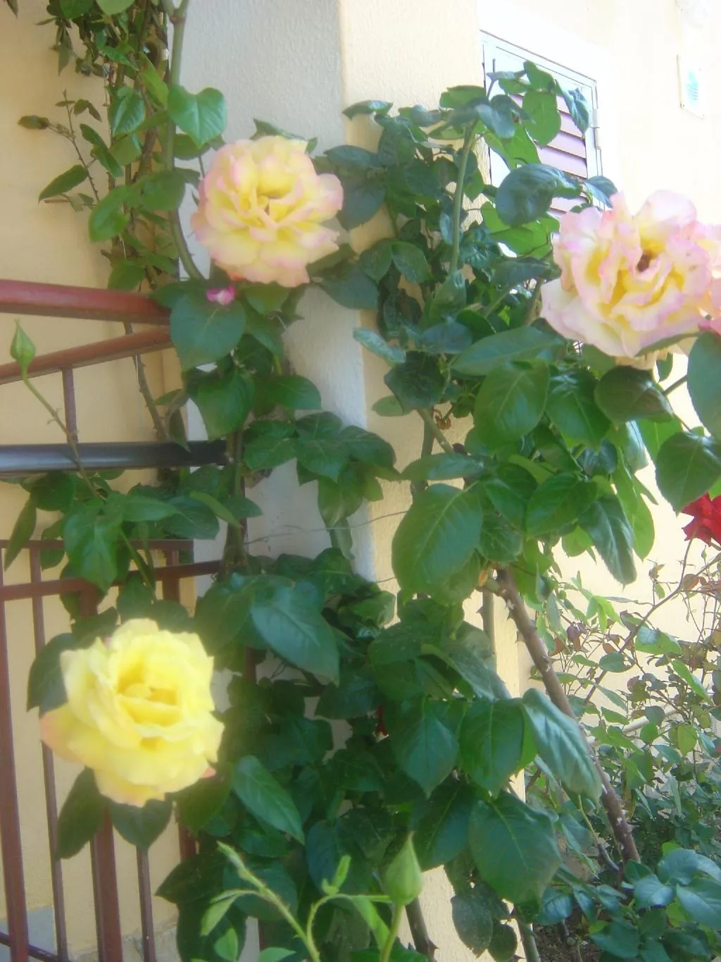 Terrace, Roda Pearl Resort, Corfu