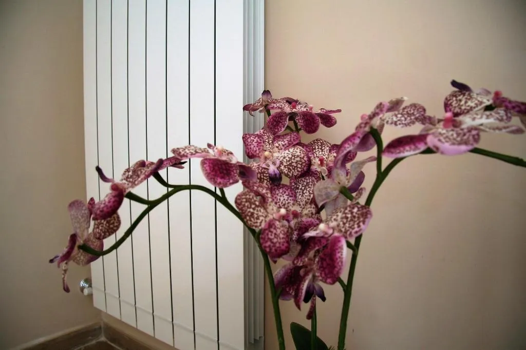 Room, B&B Giacomino, Naples