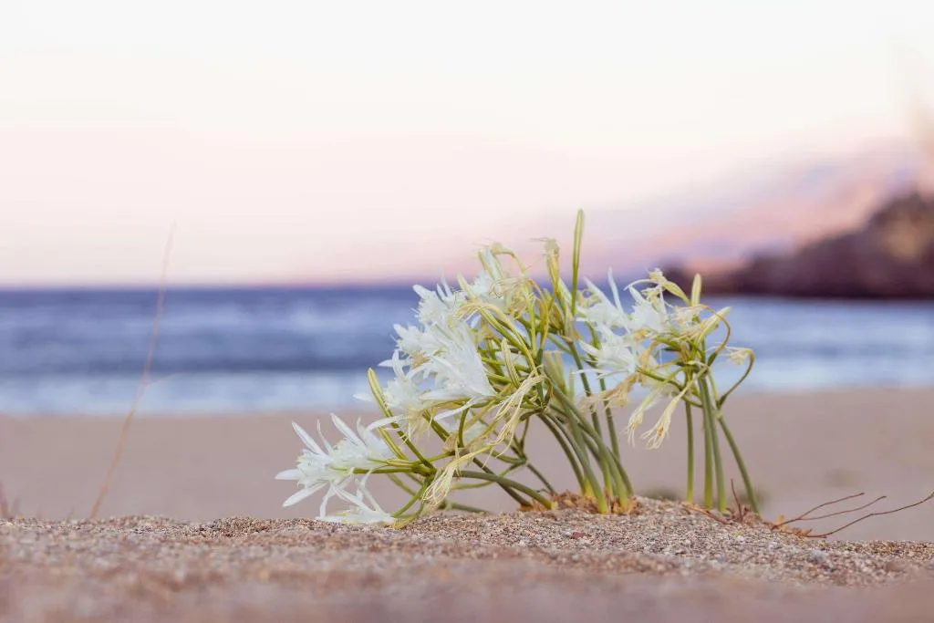 Beach, Alianthos Estate Resort, Crete