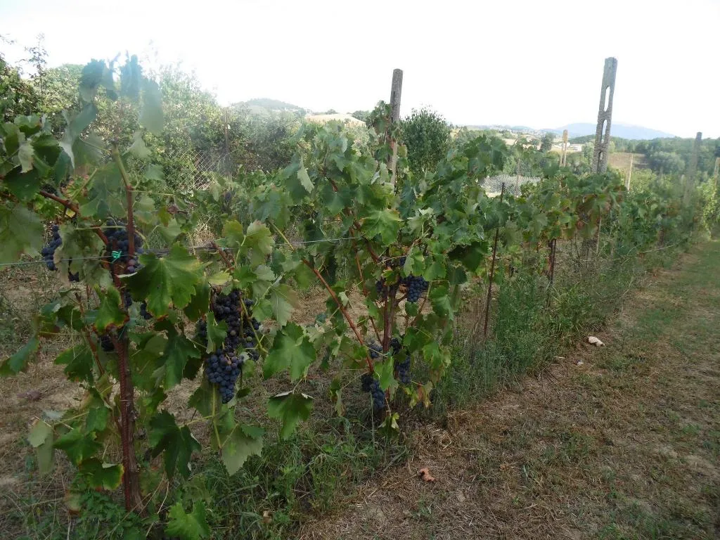General view, Podere Caldaruccio La Pineta, Perugia