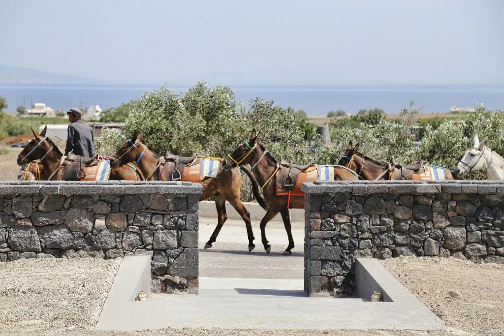 Sports and Entertainment, Vino Houses, Santorini