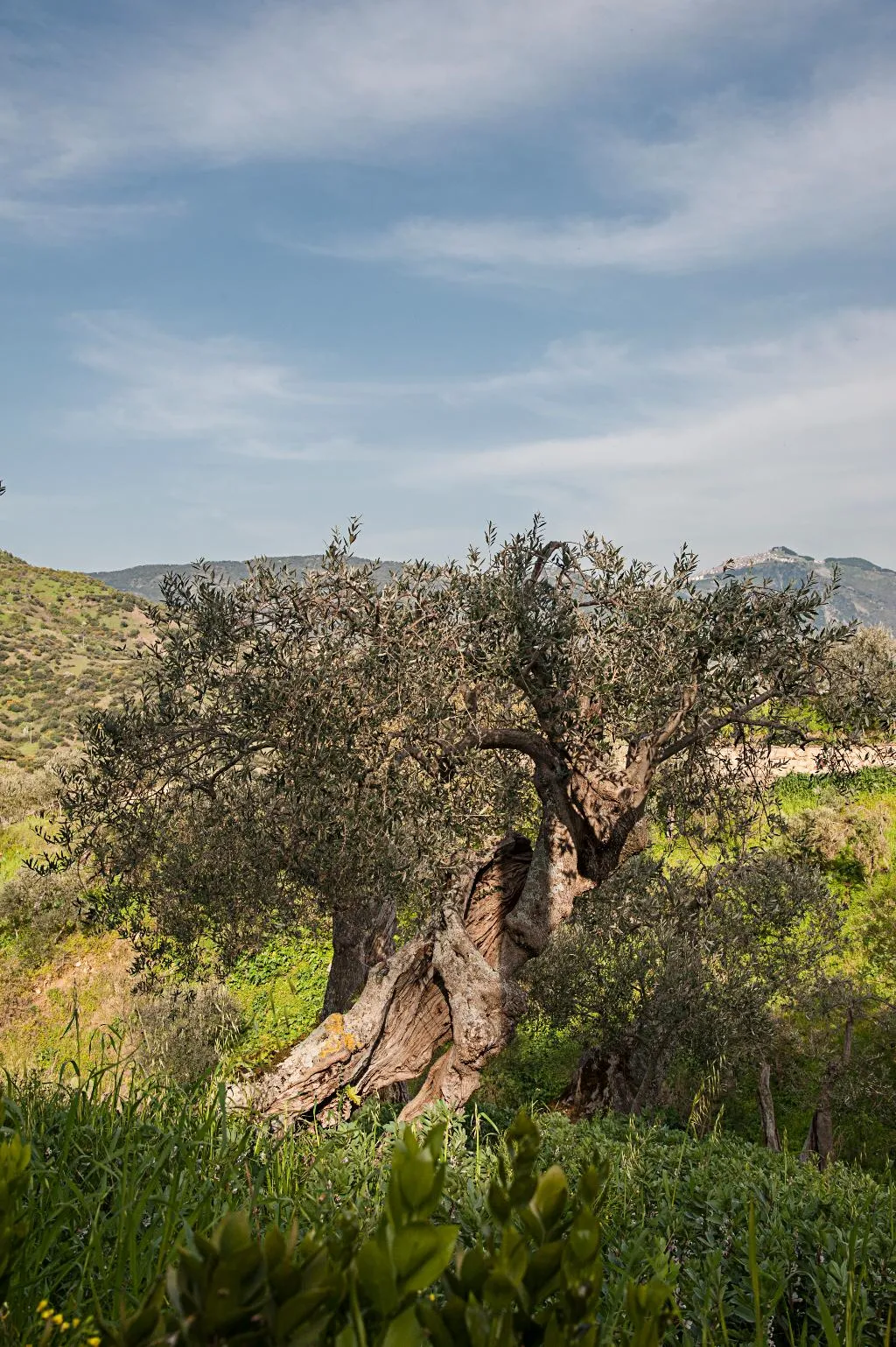 General view, Azienda Agrituristica Bergi, Palermo