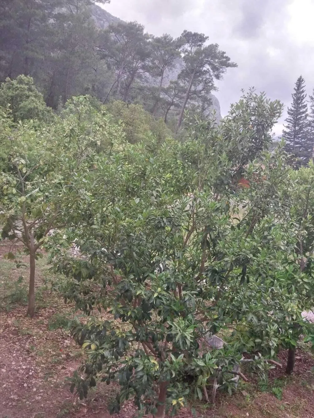 General view, Village Garden Pansiyon, Antalya
