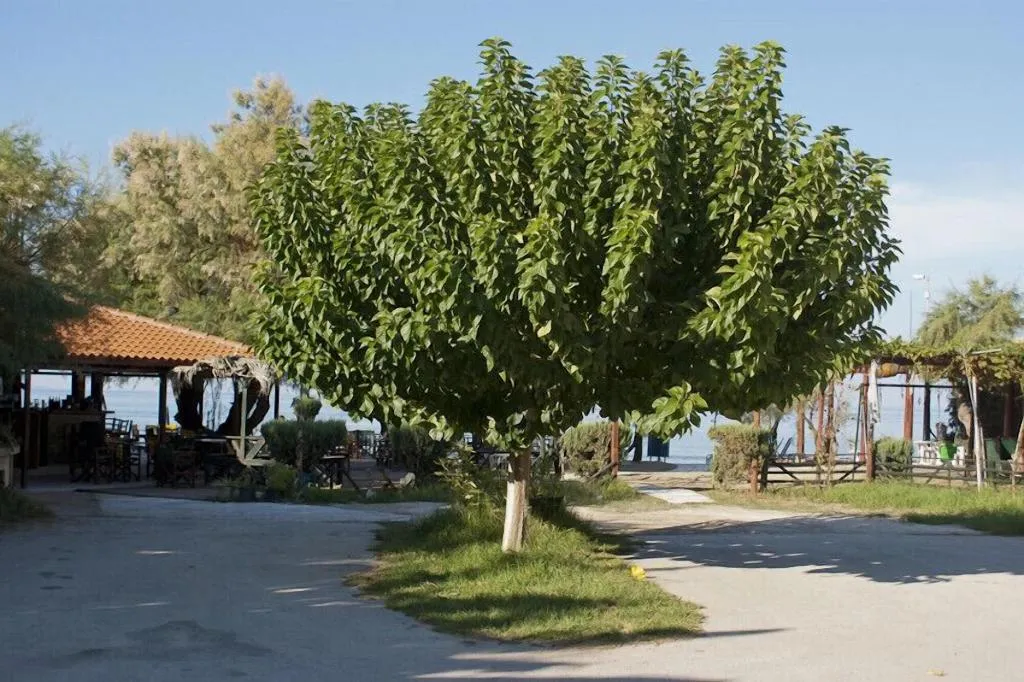 General view, Anetis Beach Hotel, Zante