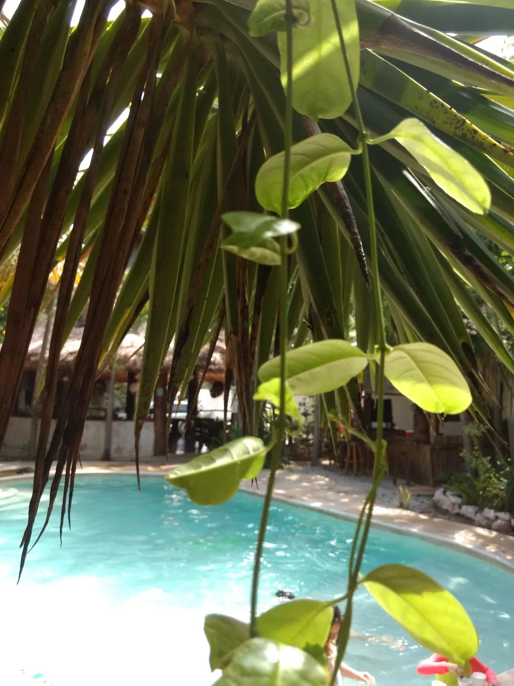 General view, Green Tulum Cabañas & Gardens, Cancun Area