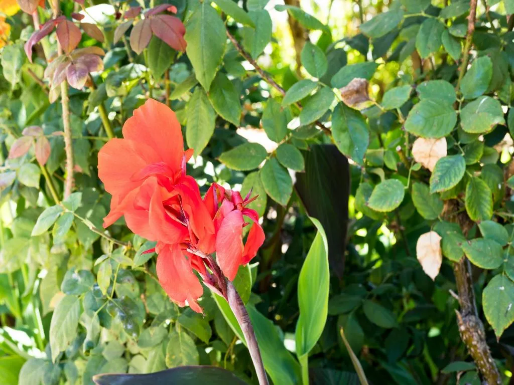 General view, Flor da Laranja, Algarve